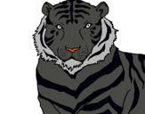 Dibuix Tigre pintat per pol