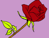 Dibuix Rosa pintat per maria