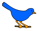Dibuix Ócell 4 pintat per ocell blau