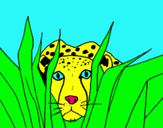 Dibuix Guepard pintat per jaguar