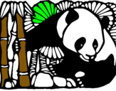Dibuix Ós Panda i Bambú pintat per BIEL GARRIGA