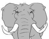 Dibuix Elefant africà pintat per PIOLI