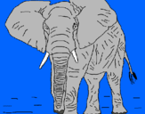 Dibuix Elefant pintat per joan