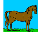 Dibuix Cavall andalús  pintat per RogerLamo