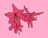 Flors de lilium