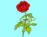 Dibuix Una rosa pintat per noelia 