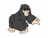 Goril·la de muntanya
