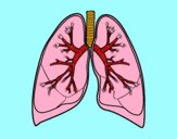 Pulmons i bronquis