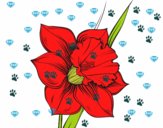 Flor de narcís
