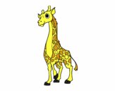 Girafa femella