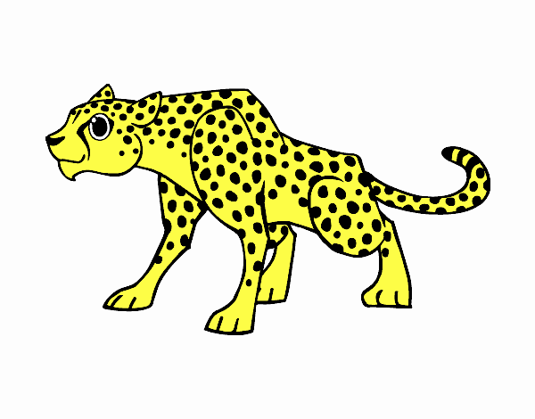 Un guepard