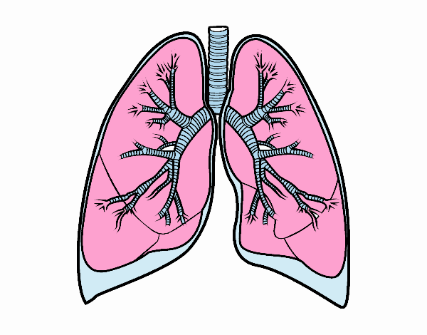 Pulmons i bronquis