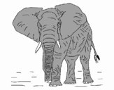 Elefant 1