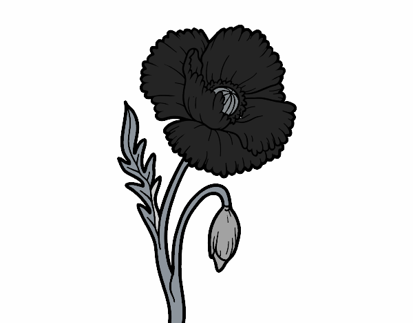 Una flor de rosella