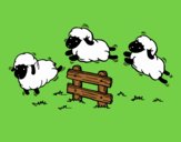 Contar ovelles